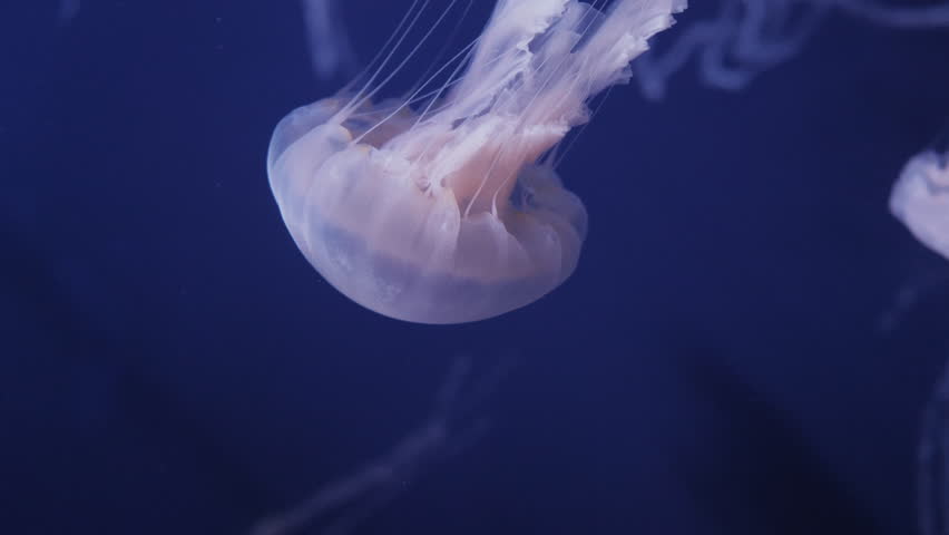 how does a sponge obtain food how does a jellyfish move how does a sponge obtain food how does a jellyfish move