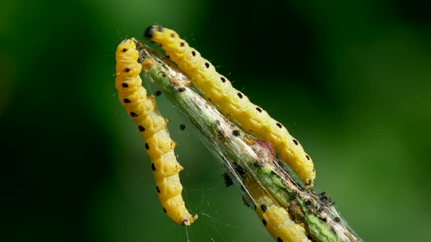 Spindle Ermine Yponomeuta Cagnagella Caterpillars 库存影片视频 100 免版税 Shutterstock Spindle Ermine Yponomeuta Cagnagella Caterpillars 库存影片视频 100 免版税 Shutterstock