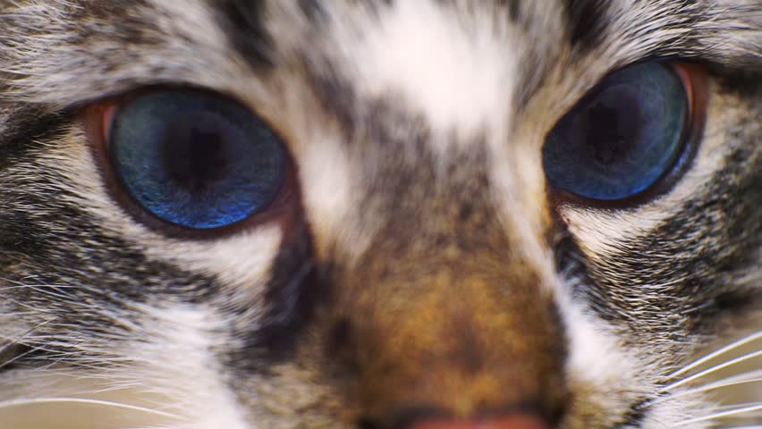 muzzle beautiful blue-eyed cat close-up.
macro shooting.shallow depth of field.