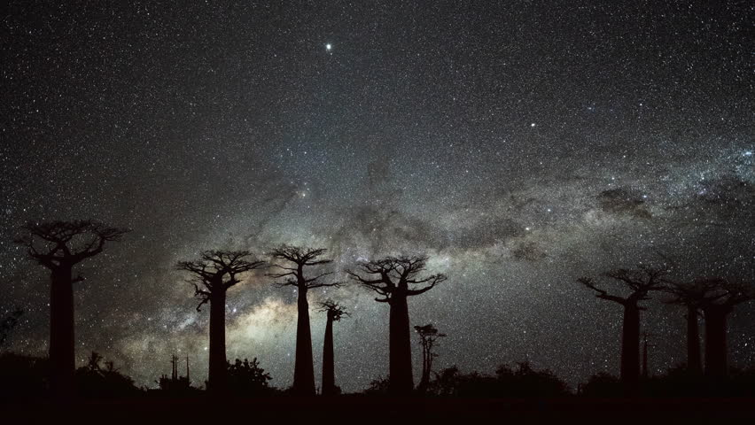 Milky Way at Avenue of the Baobabs Royalty-Free Stock Footage #1023846748