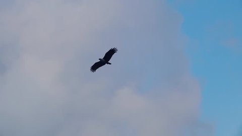 Brahminy Kite (Haliastur indus) Flying in the Sky