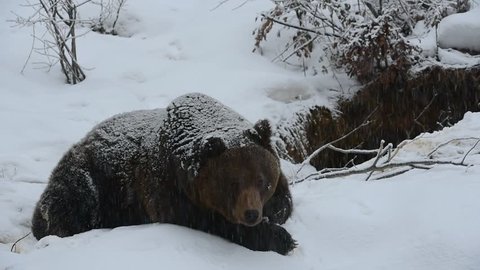 Brown bear (Ursus arctos) lying at entrance of den during snow shower in winter / autumn