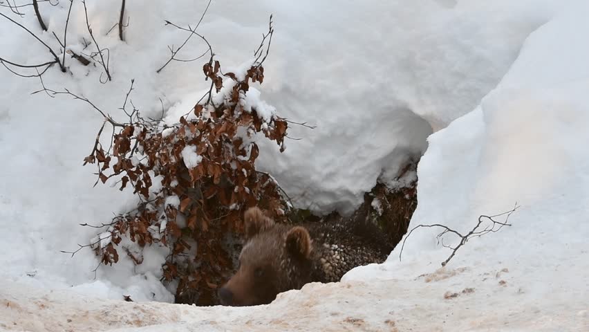 One year old brown bear cub (Ursus arctos arctos) emerging from den after hibernating in the snow in winter Royalty-Free Stock Footage #1023851149