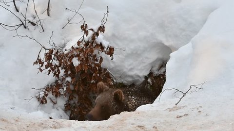 One year old brown bear cub (Ursus arctos arctos) emerging from den after hibernating in the snow in winter