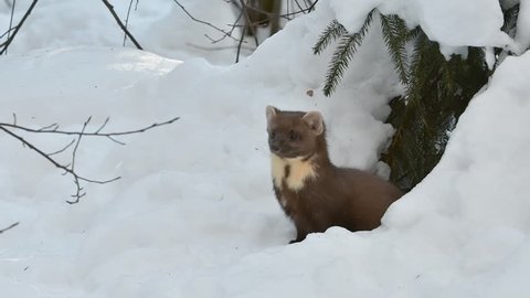 Curious pine marten (Martes martes) looking through gap in the snow while hunting in winter