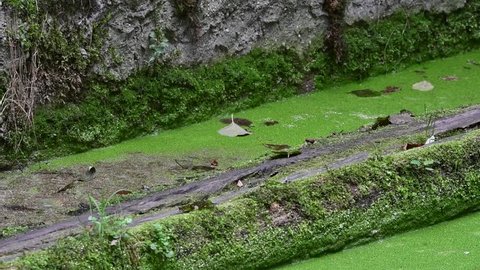 European polecat (Mustela putorius) running along old canal wall