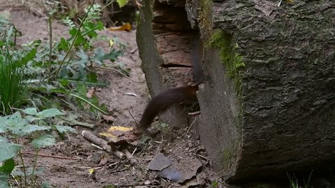 European polecat (Mustela putorius) dragging bedding material out from nest and pulling it back in again in hollow tree trunk in forest