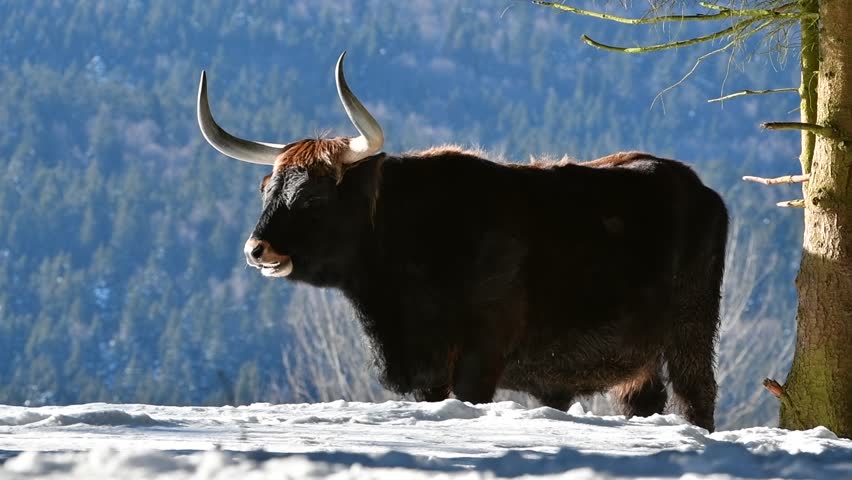 Heck cattle (Bos domesticus) bull under tree in the snow in winter and other male passing by. Attempt to breed back the extinct aurochs (Bos primigenius)