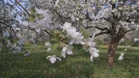 Bright flowering apple trees in the ornamental garden in sunny weather. Concept of the ecology. Scenic footage of springtime environment. Beauty of earth. Full HD 1080p video, slowmotion 240 fps.