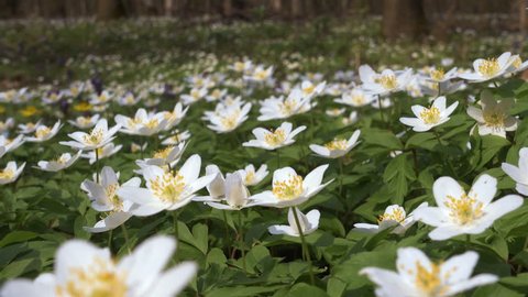 Picturesque flower field in the woods. Snowdrop anemone. Ukraine, Europe. Scenic footage of spring time environment. Beautiful countryside. Discover the beauty of earth. Shooting in 4K video.