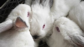 Top view of little white rabbits with ash shades sit closely to each other. Close-up video