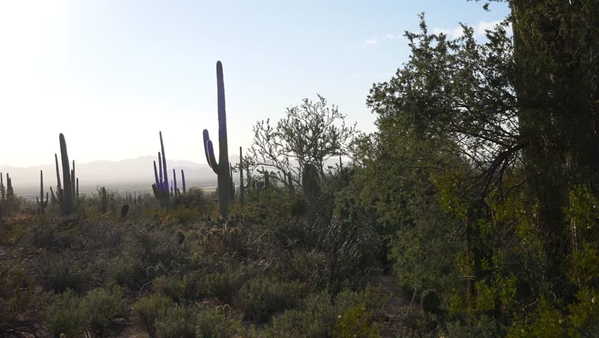 Landscape view of Saguaro National Park in the west Tucson Mountain District near Tucson, Arizona.