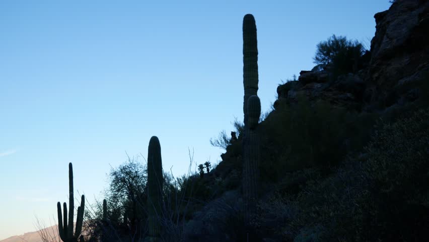 Landscape view of Saguaro National Park along the Douglas Spring Trail in the Saguaro East Rincon Mountain District near Tucson, Arizona.
