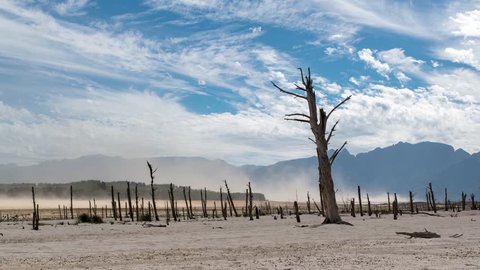 Theewaterskloof, Western Cape/South Africa - 03 20 2018: The Theewaterskloof dam is empty due to  drought. These trees are usually completely submerged. Dust storms rage where water should be.