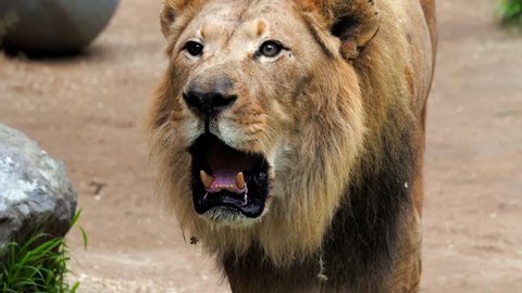 This epic close up video shows a male lion roaring into the camera with sound.