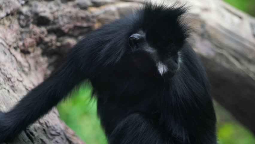 This closeup video shows a wild bearded Francois