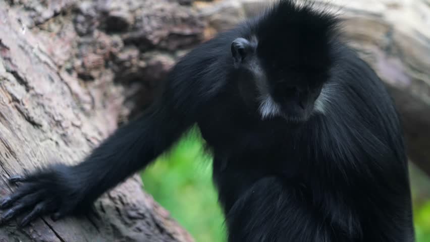 This close up video shows a wild bearded Francois