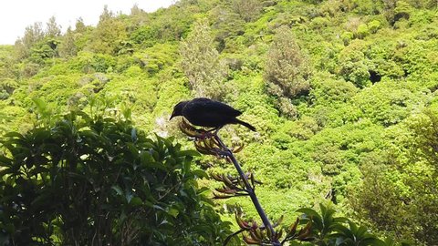 Juvenile Tui bird pollinating flax plants in Karori, Wellington. Slow Motion