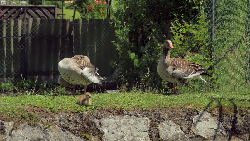 two adult ducks are cleaning their feathers standing on green grass, baby duck is resting near