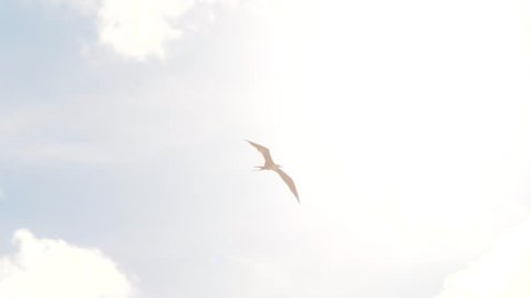 Silhouette frigate bird flying across sun through bright blue sky