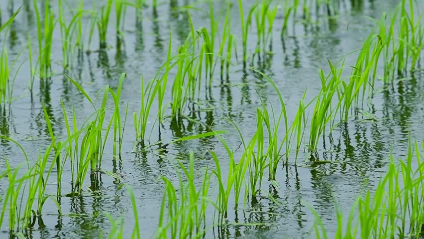 Стебель риса. Как выращивают рис. Как растет рис в воде. Почему рис растет в воде. Рис растет в воде.