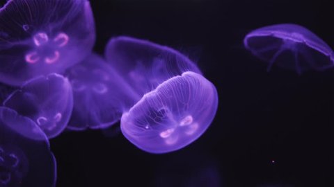 Glowing purple jellyfish floating and swimming on isolated black background