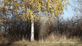 A yellow birch tree background view with dried leaves