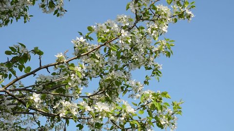 A close up of the blooming branch of a pear-tree in orchard.