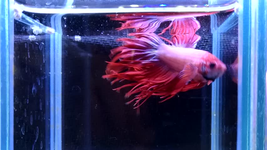 siamese fighting fish petbarn