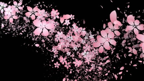 Cherry blossoms and flower petal are blooming along the trajectory  ,in black background 