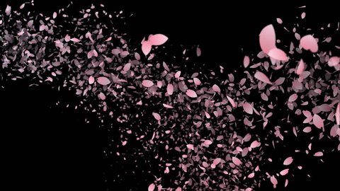 A lot of flower petals are fluttering along the trajectory ,in black background