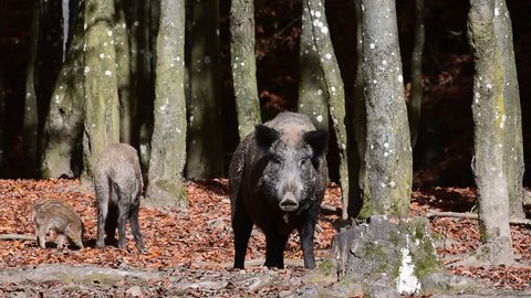 Wild pigs (Sus scrofa) with juveniles running through broad-leaved forest in autumn