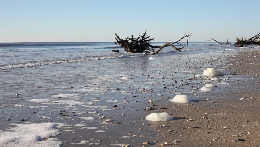 Dead trees on the Atlantic ocean beach, Botamy Bay beach, Edisto Island, SC, USA