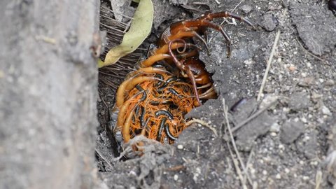 Centipede on the soil.