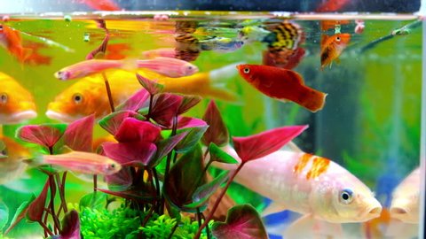 Little Fish In Fish Tank Stockbeeldmateriaal En Video S Rechtenvrij 1023899998 Shutterstock