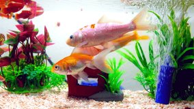 Little fish in fish tank or aquarium, gold fish, guppy and red fish, fancy carp with green plant, underwater life concept, 4K, Ultra HD