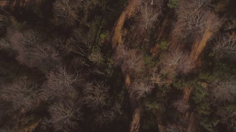 Aerial drone view flying over the redwoods trees and narrow roads in autumn magic atmospheric forest