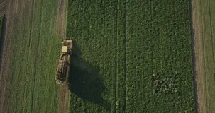 Farmer in tractor combine harvester rides through the sugar beet field. Big machine harvest sugar beet on field at summer or autumn. Agriculture. Agronomy farming and husbandry concept. Aerial video.