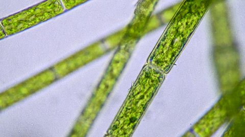 filamentous algae microscope