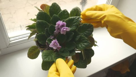 gloved hands and blooming violet, treat house flower concept, gardening concept