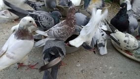 Racing breed of domestic pigeons that has been selectively bred for more speed and enhanced homing instinct for the sport of pigeon racing