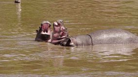 Female Hippopotamus & Calf In Talek River; Maasai Mara Kenya Africa