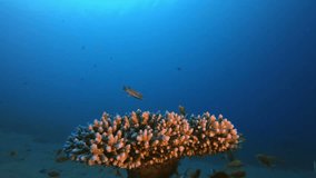 Underwater Marine Tropical Life. Underwater fish reef marine blue-green chromis (Chromis viridis), Tropical colorful underwater seascape, Underwater reef, Reef coral scene, Coral garden seascape