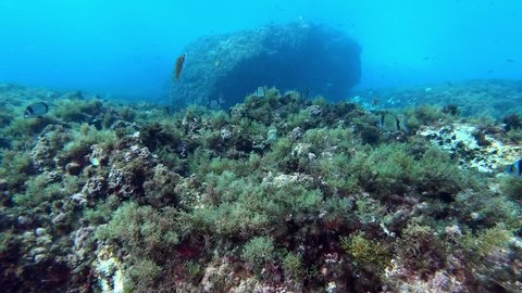 captivating underwater shoot rich coral reef Stock Footage Video (100% ...