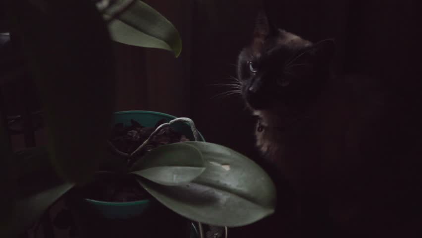 Siam cat sits in a dark corner under the window