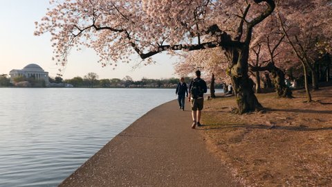Washington, D.C. May 22,Tracking shot under Cherry Blossoms in full bloom during the DC Cherry Blossom Festival, 
