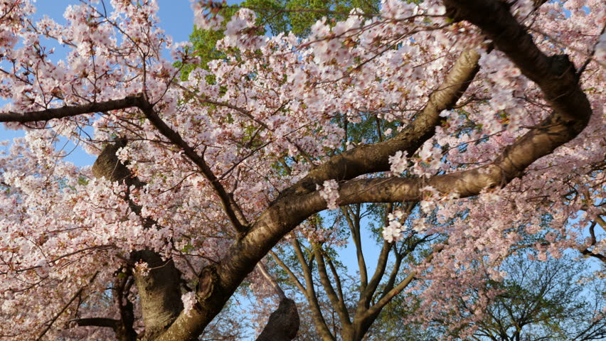 Washington, D.C. May 22,Gimbal shot under Cherry Blossoms in full bloom during the DC Cherry Blossom Festival,  Royalty-Free Stock Footage #1023935471
