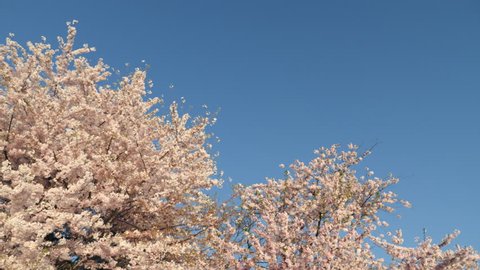 Washington, D.C. May 22,Tracking shot of the beautiful Cherry Blossom trees in Washington DC, 