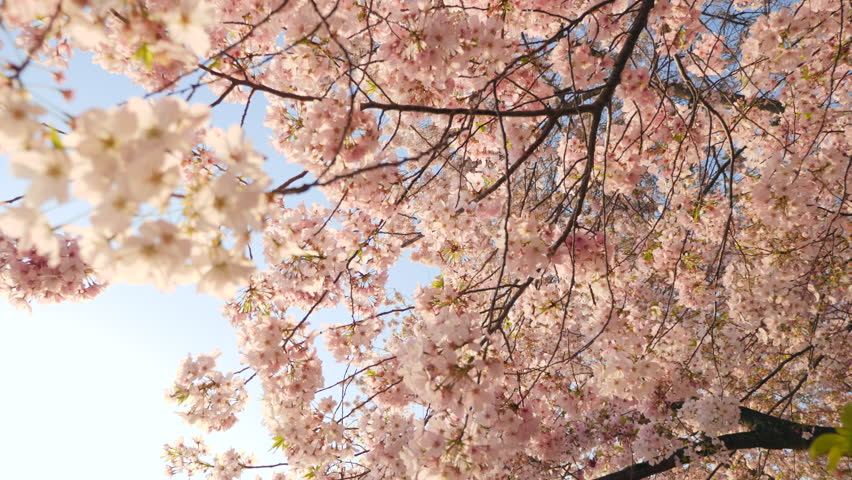 Washington, D.C. May 22,Tracking shot under Cherry Blossoms in full bloom during the DC Cherry Blossom Festival,  Royalty-Free Stock Footage #1023935489