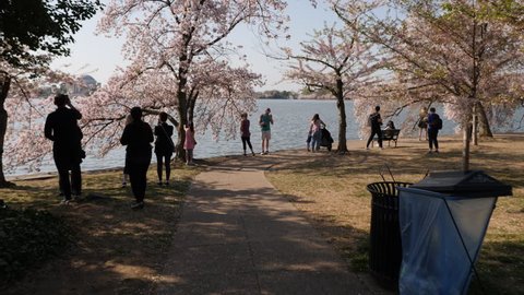 Washington, D.C. May 22,Washington DC Cherry Blossom Festival, Gimbal shot of tourists taking photos at the Tidal Basin, 3 Axis Gimbal 